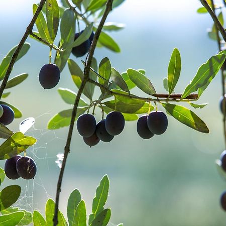 Azienda Agricola Moschioni Чивидале-дель-Фриули Экстерьер фото