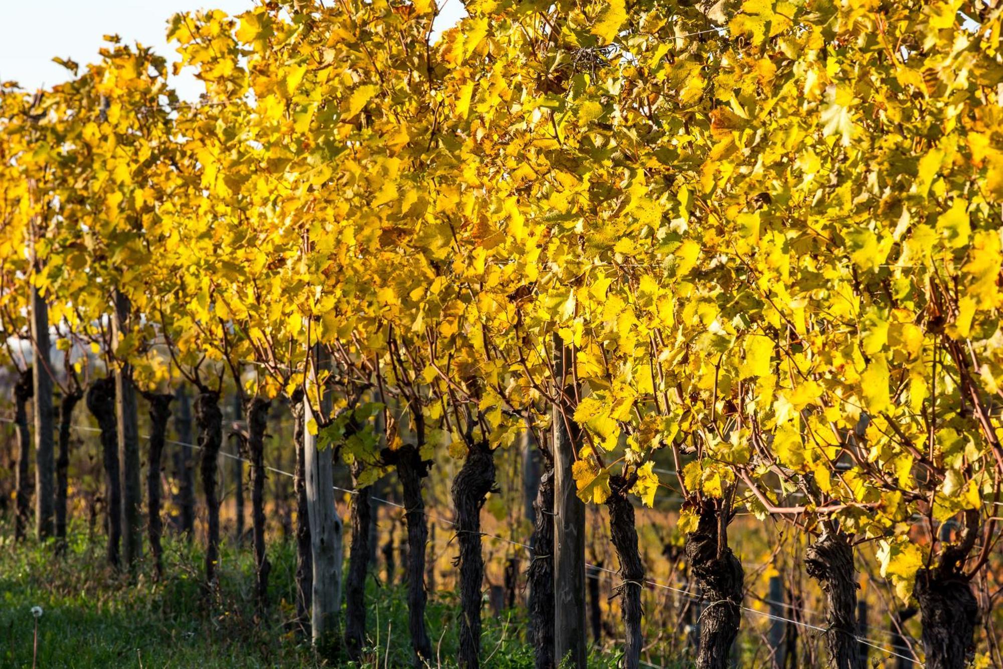 Azienda Agricola Moschioni Чивидале-дель-Фриули Экстерьер фото